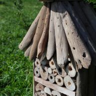 Дрейфове дерево: ящик високого рівня для бджіл та комах