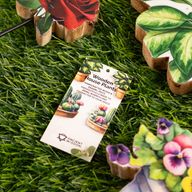 Дерев'яні кімнатні рослини – Міні-братки